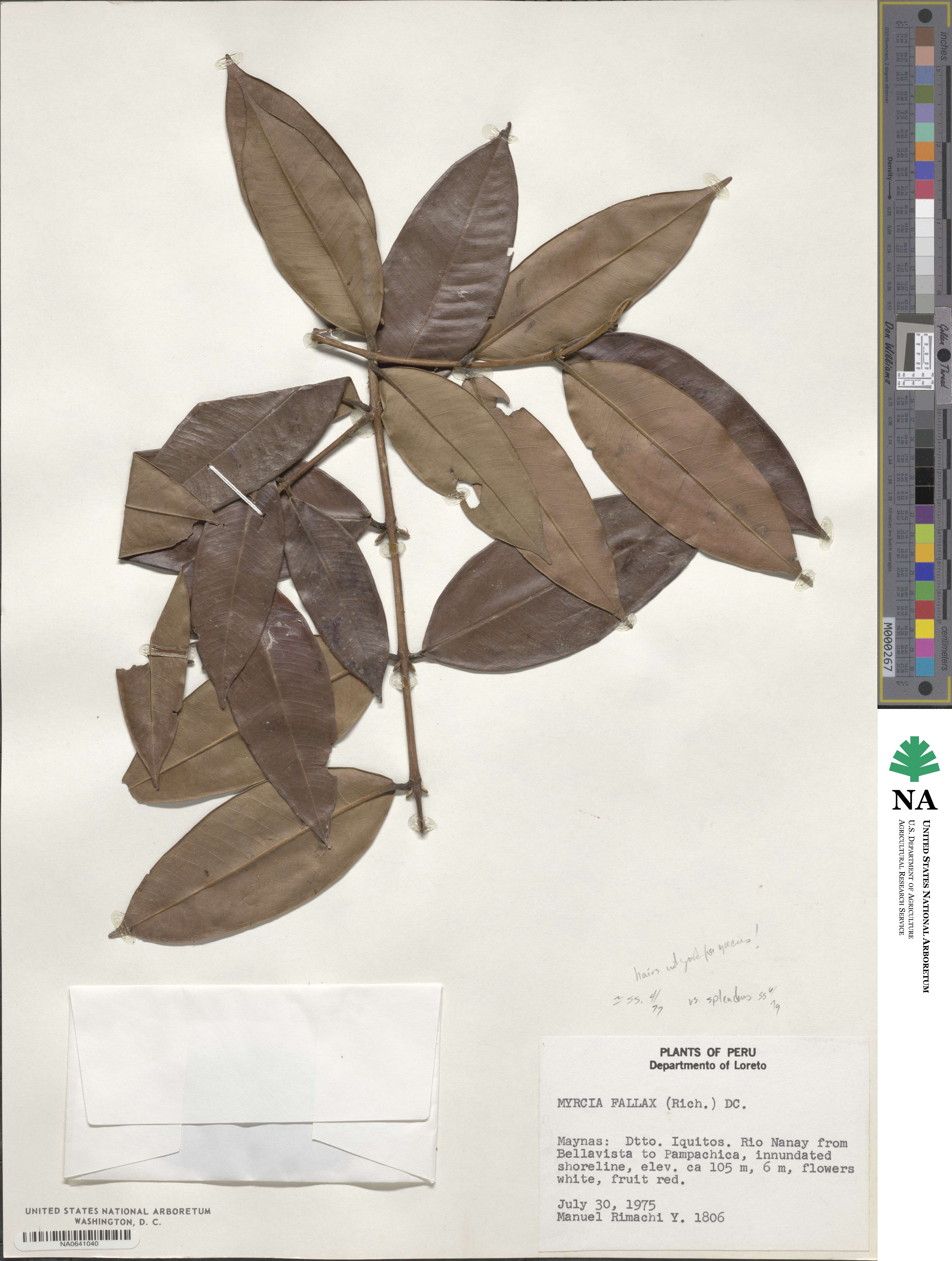Myrcia splendens image