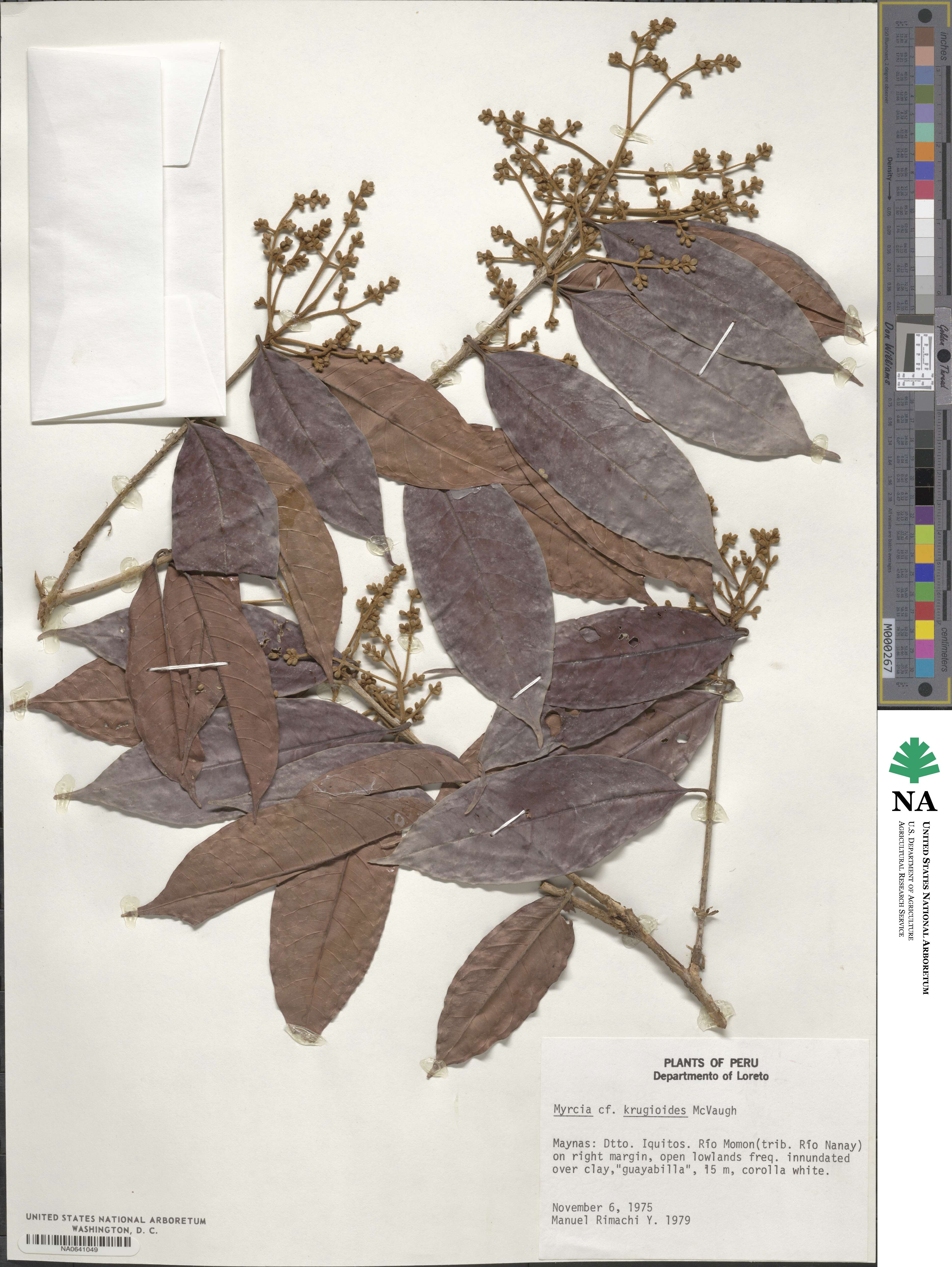 Myrcia krugioides image