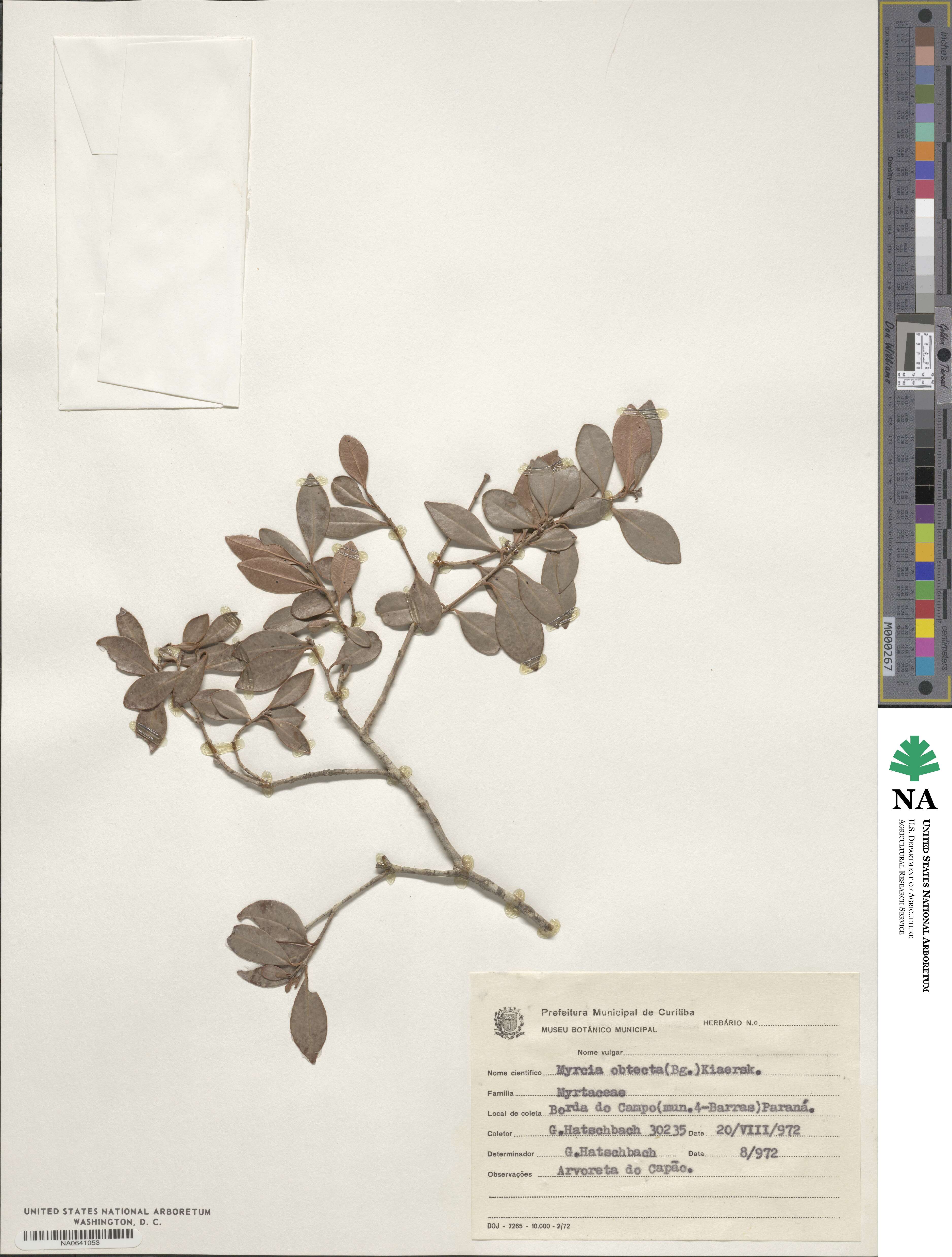 Myrcia guianensis image