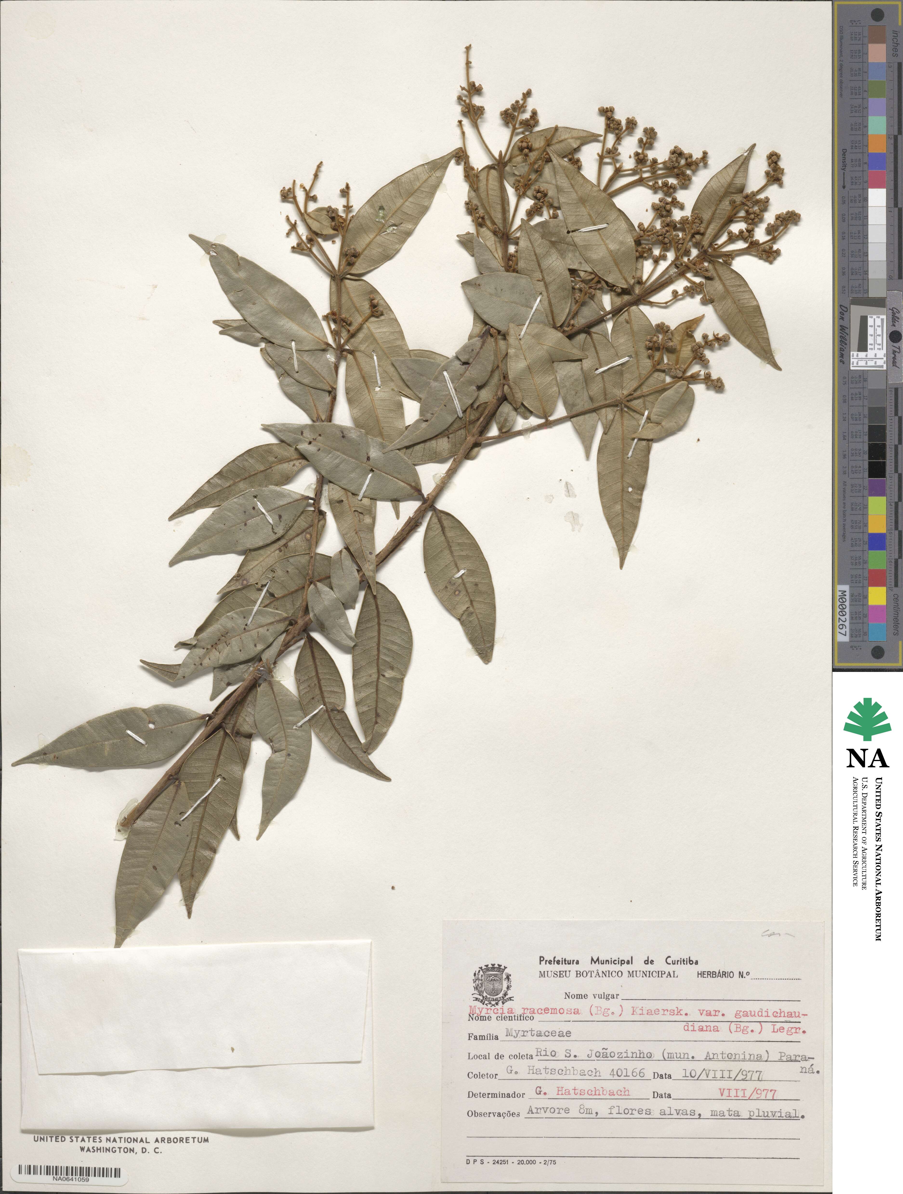 Myrcia racemosa var. gaudichaudiana image