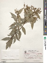 Myrcia racemosa var. gaudichaudiana image