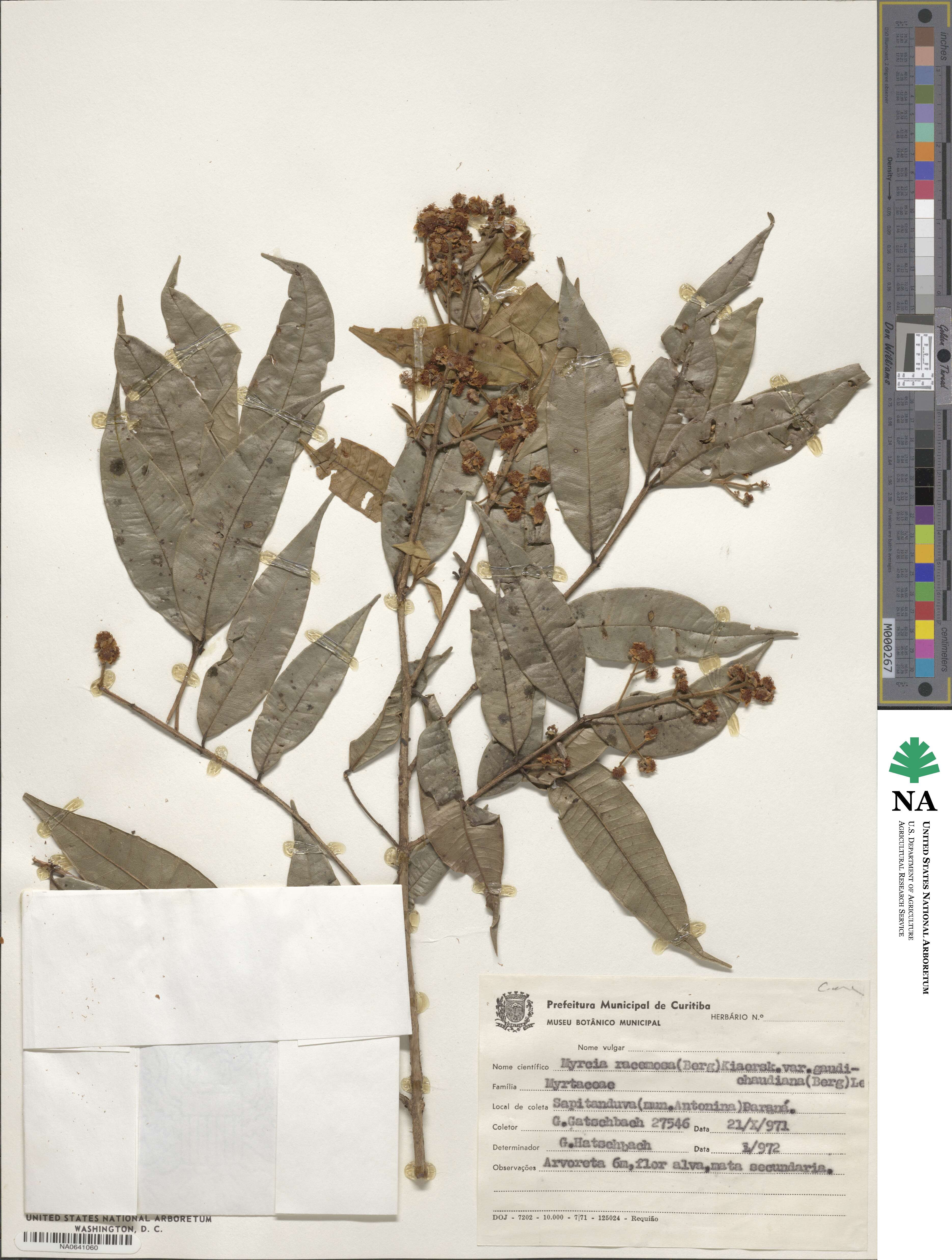 Myrcia racemosa var. gaudichaudiana image