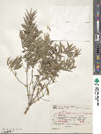 Myrcia rostrata f. gracilis image