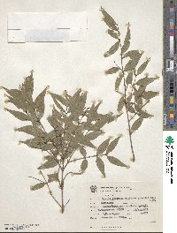 Myrcia rostrata f. gracilis image