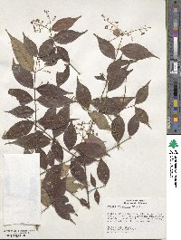 Myrcia sylvatica image