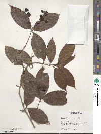 Myrcia guianensis image