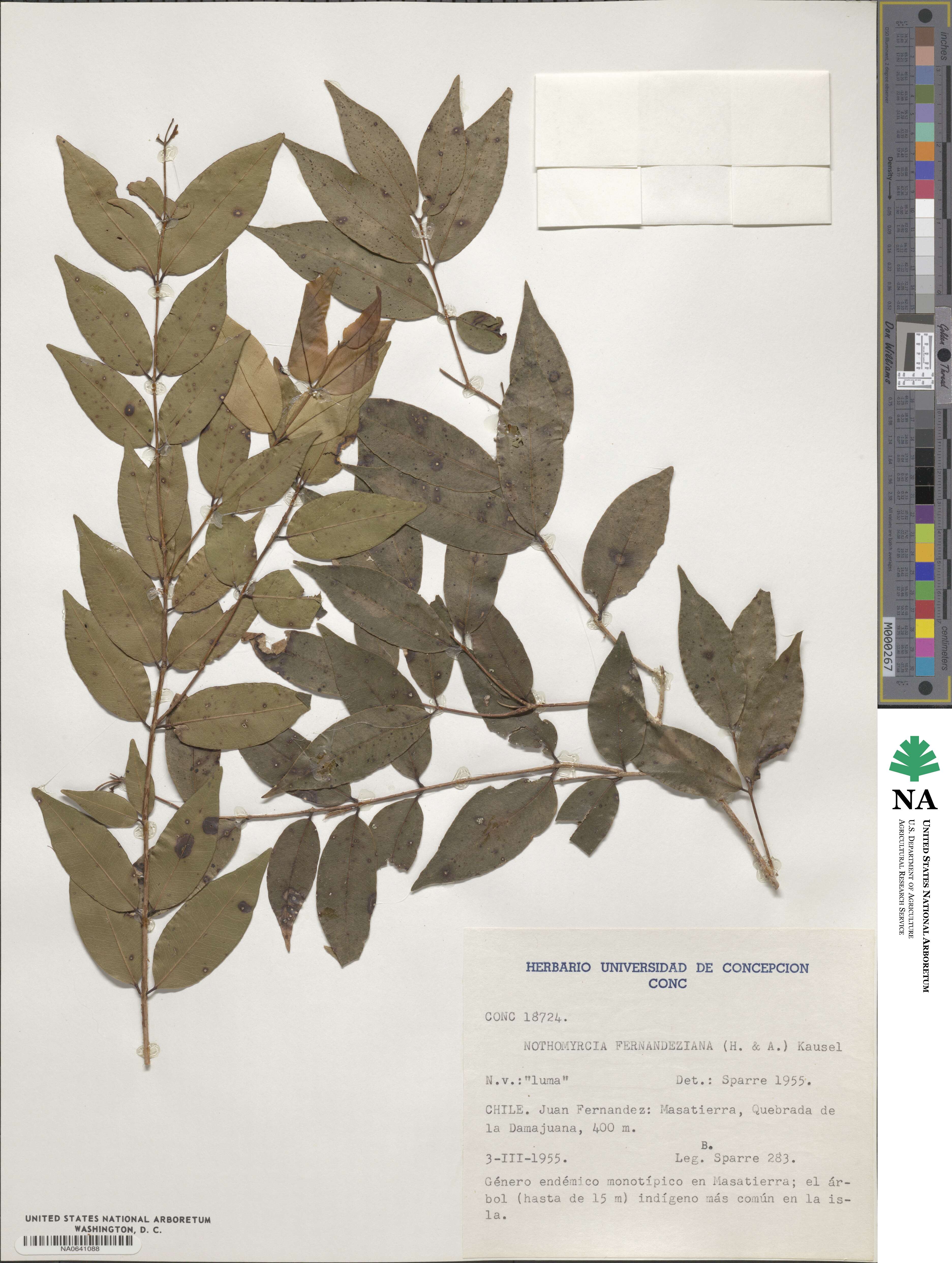 Nothomyrcia fernandeziana image