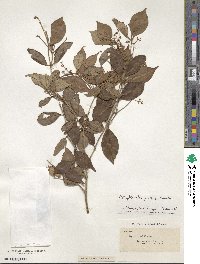 Myrcia neopallens image