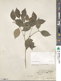 Myrcia neopallens image