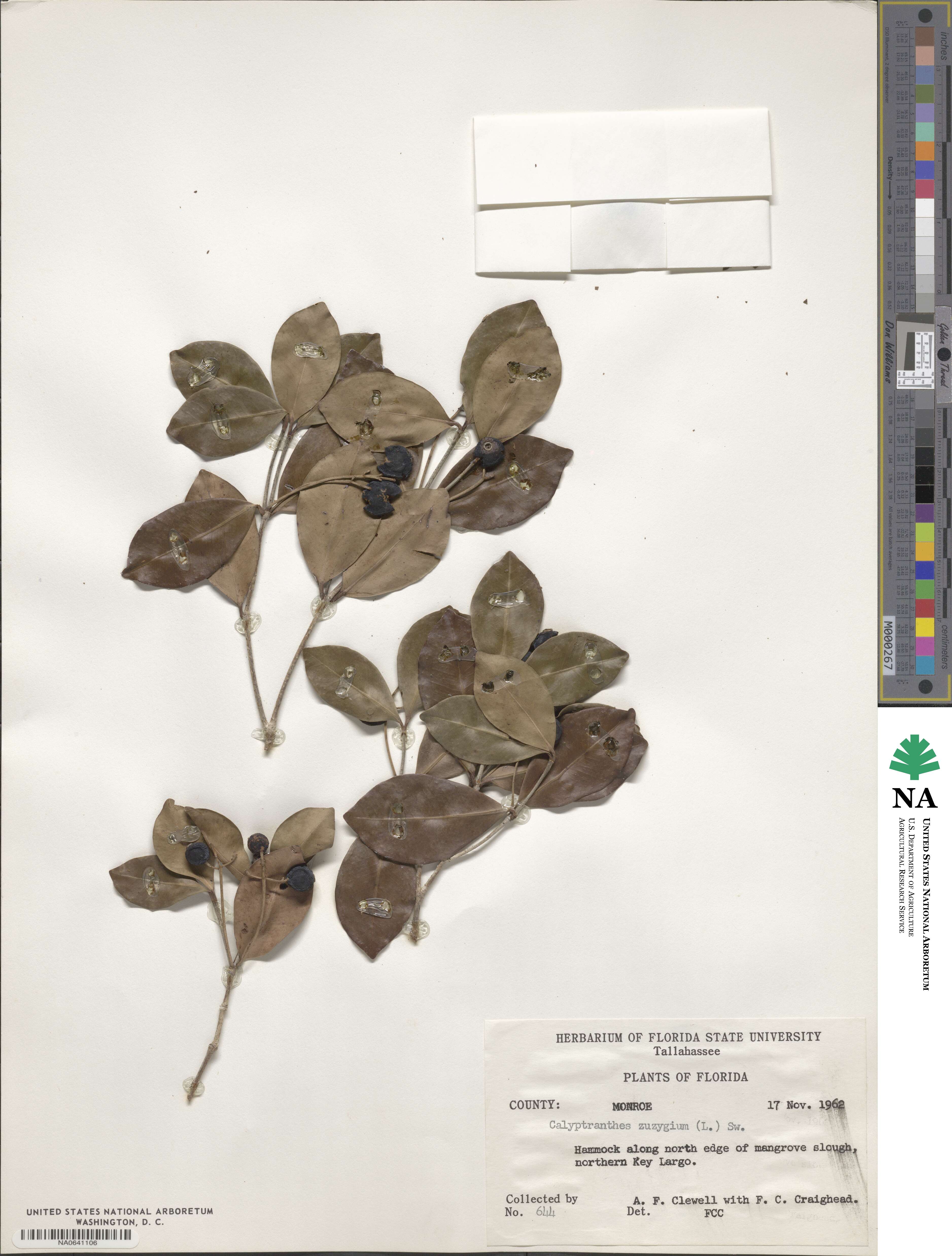 Myrcia chytraculia var. zuzygium image