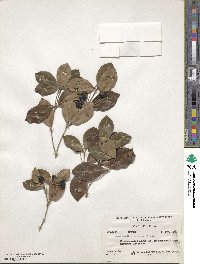 Myrcia chytraculia var. zuzygium image