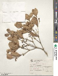 Myrcia cruciflora image