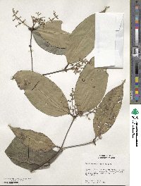 Myrcia crebra image