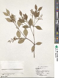 Myrcia neopallens image