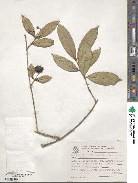 Myrcia flagellaris image