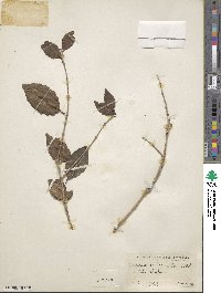 Eugenia axillaris image