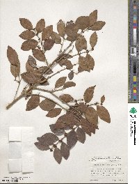 Eugenia axillaris image