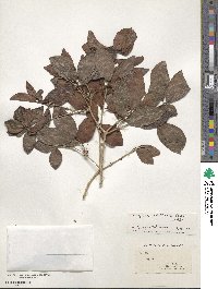 Eugenia axillaris image