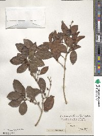 Eugenia axillaris image