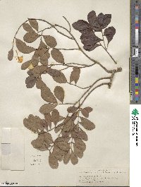 Eugenia buxifolia image