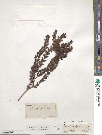 Eugenia buxifolia image