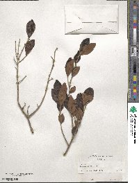 Eugenia foetida image