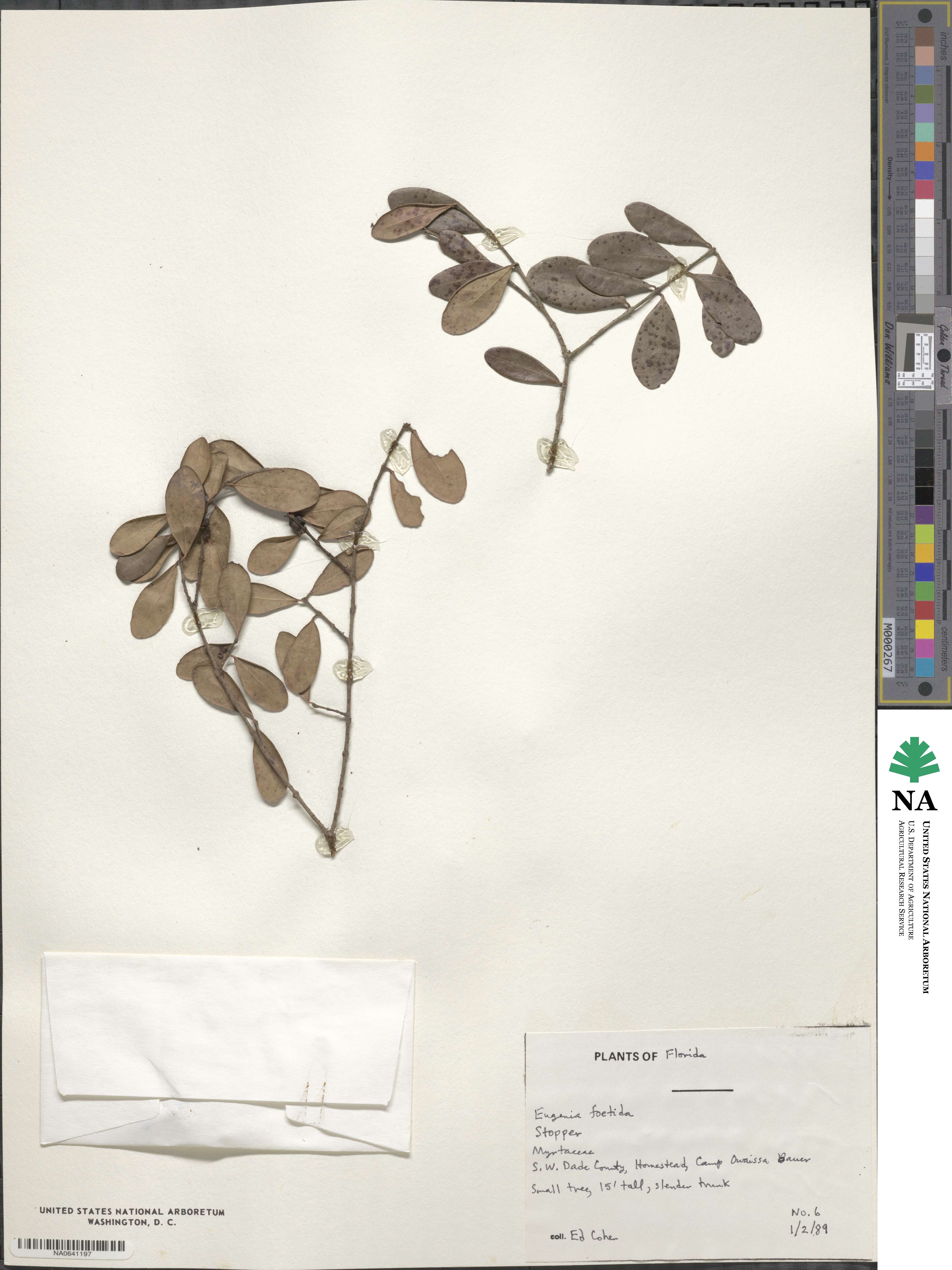 Eugenia foetida image
