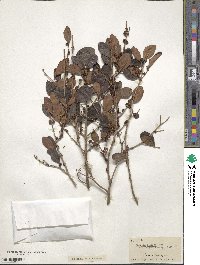 Eugenia foetida image