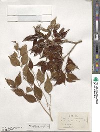 Eugenia procera image