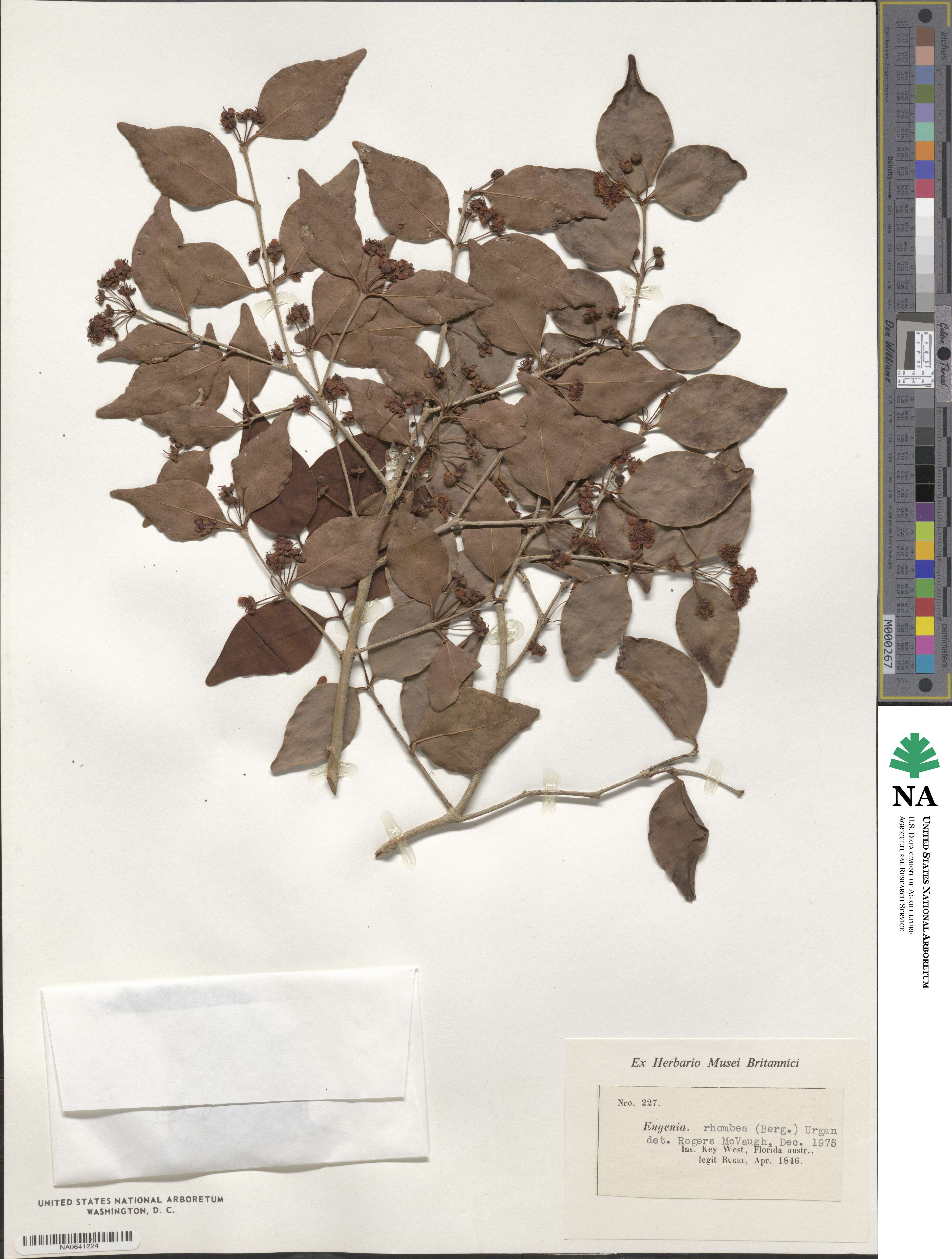 Eugenia rhombea image