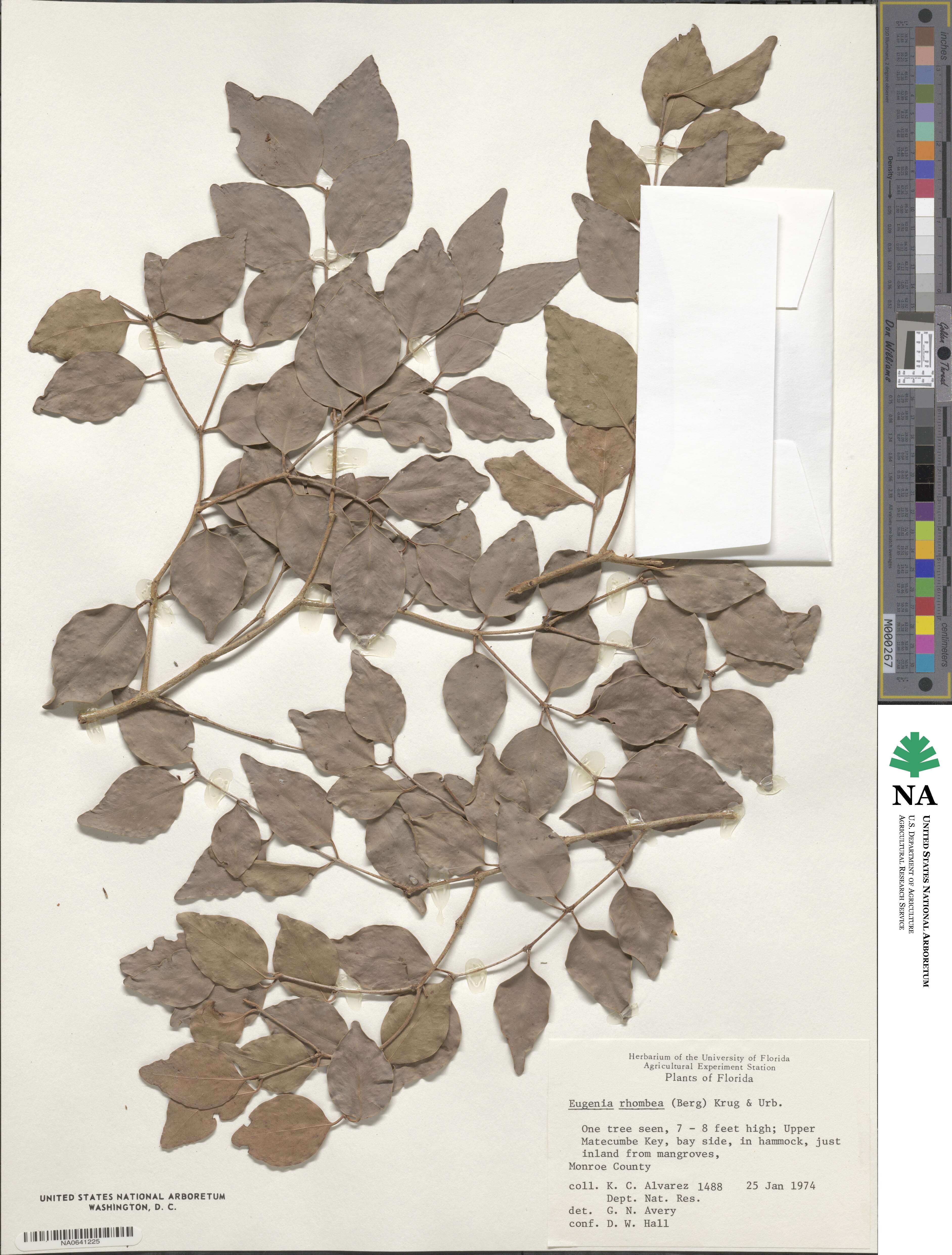 Eugenia rhombea image