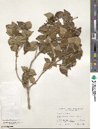 Eugenia uniflora image