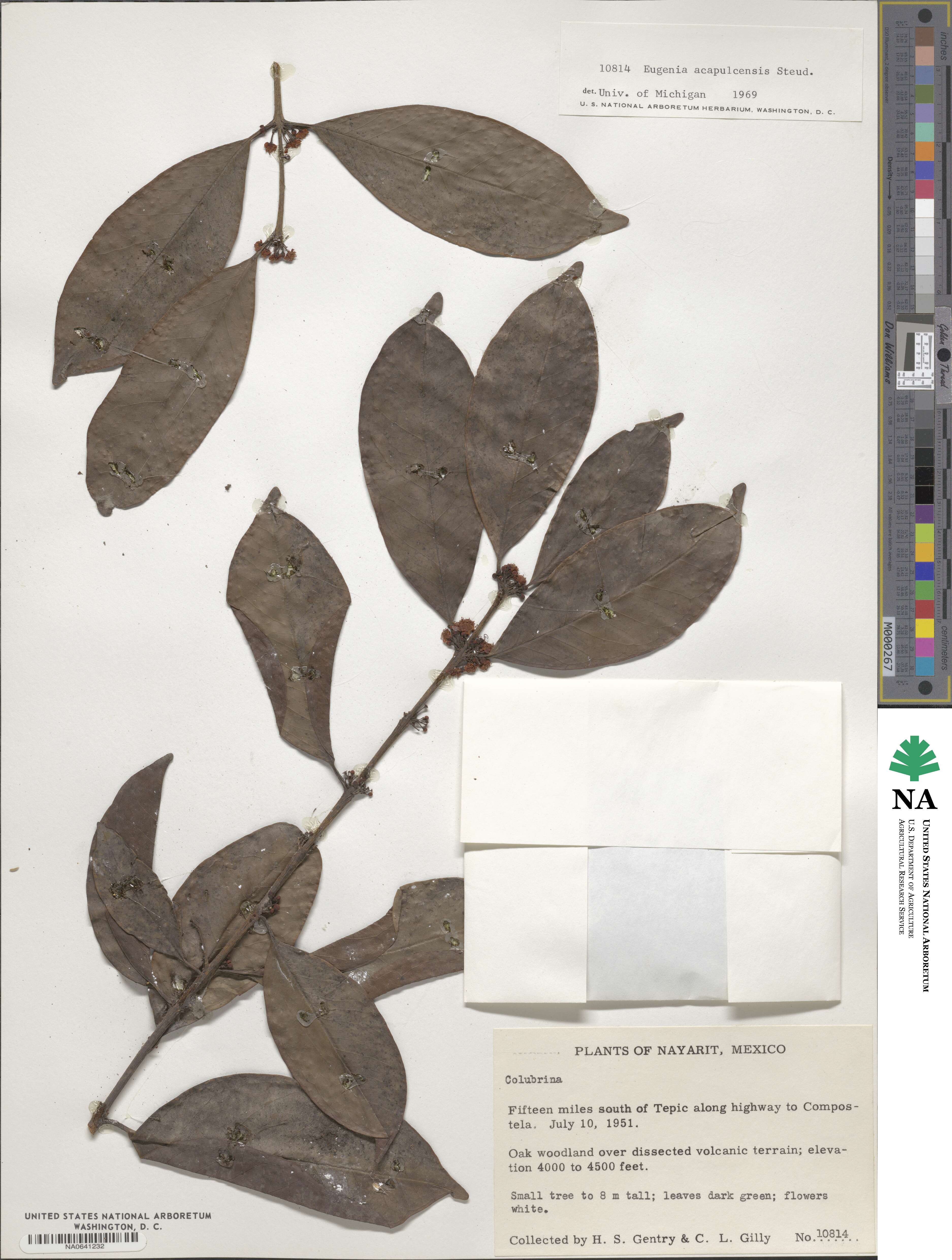 Eugenia acapulcensis image