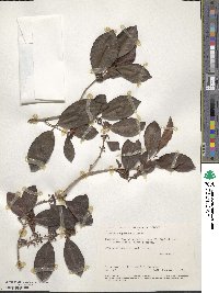 Eugenia acapulcensis image