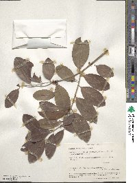 Eugenia acapulcensis image