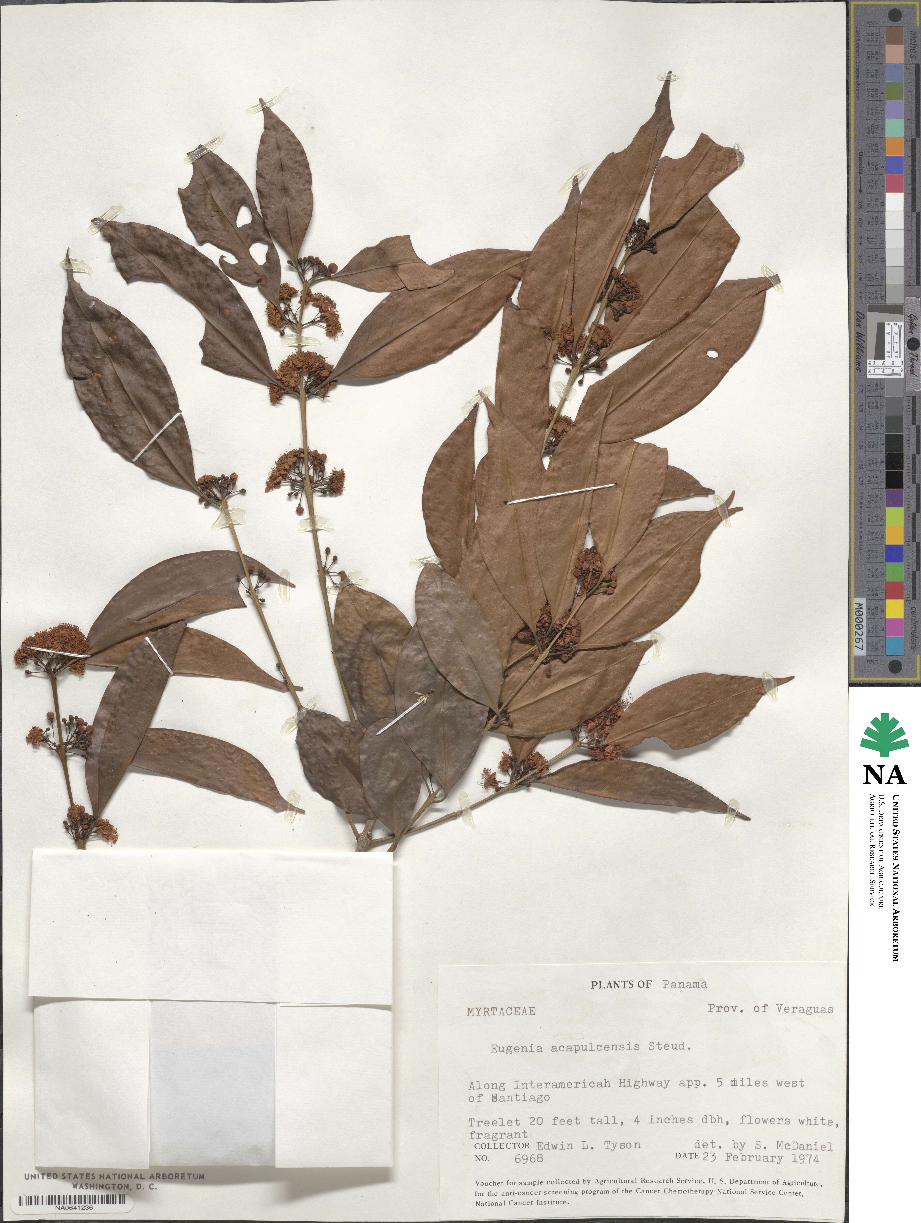 Eugenia acapulcensis image