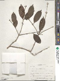 Eugenia acapulcensis image