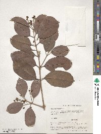 Image of Eugenia aeruginea