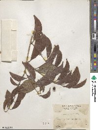 Eugenia antiquae image