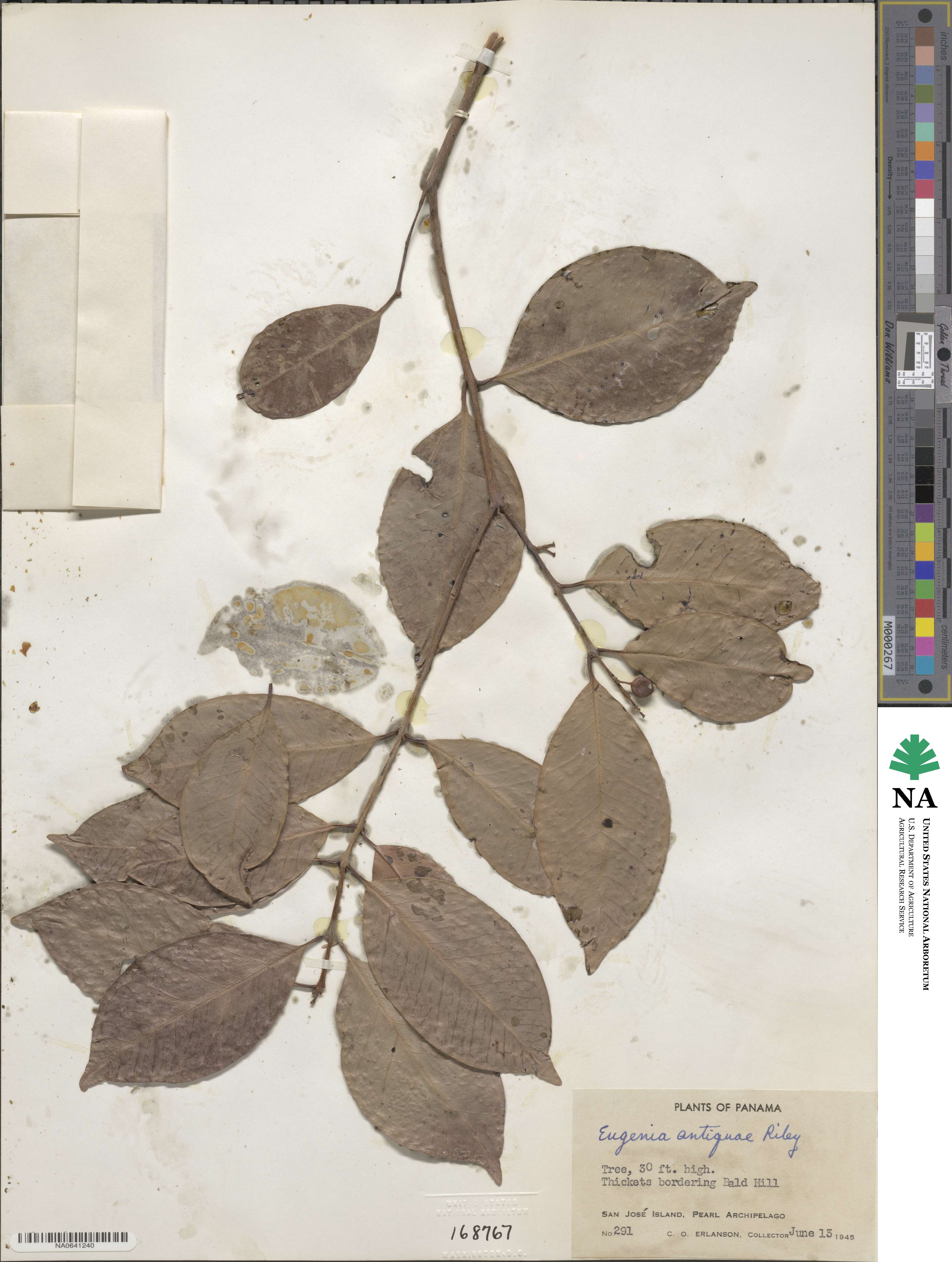 Eugenia antiquae image