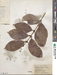 Eugenia antiquae image