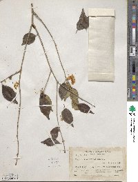 Eugenia bumelioides image