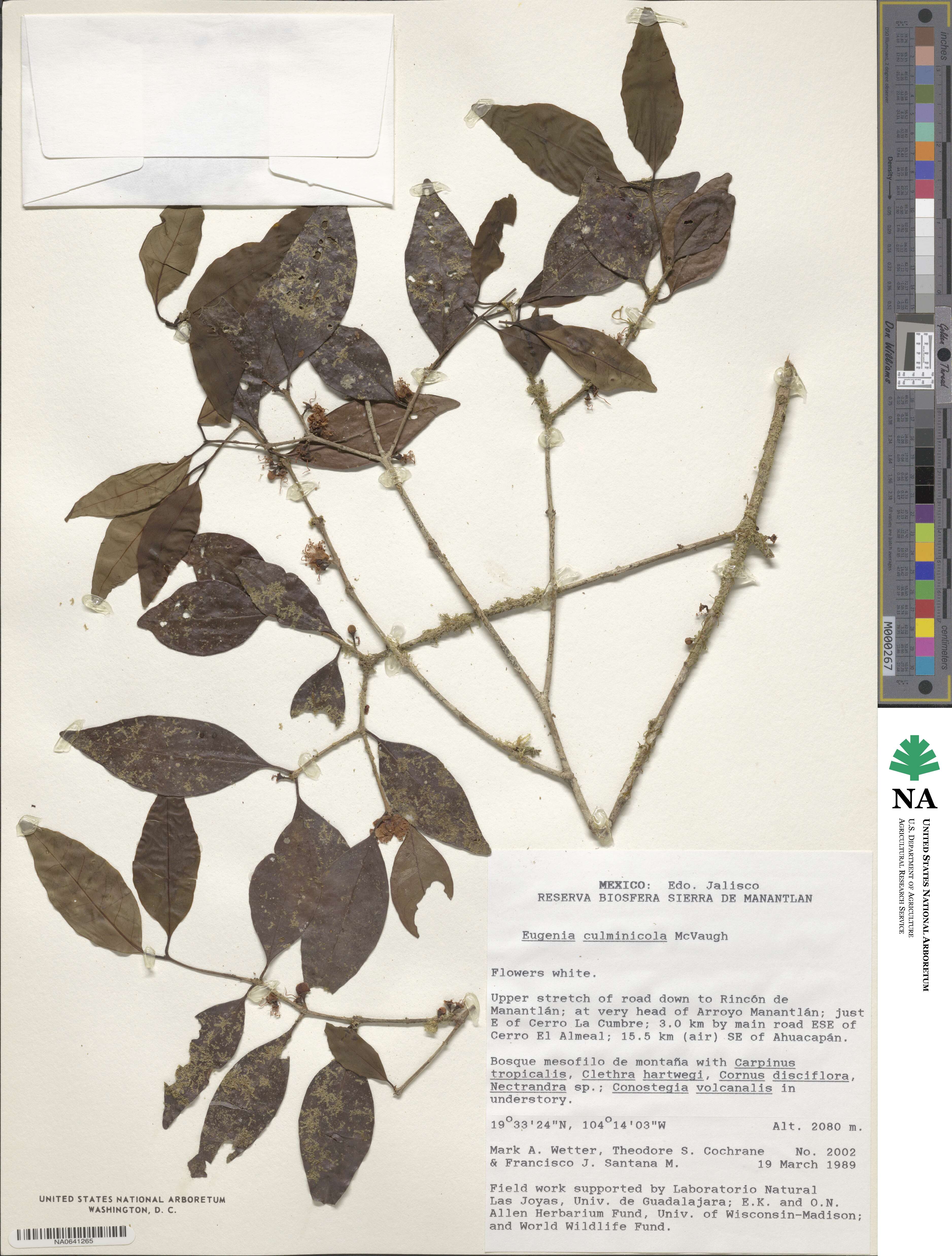 Eugenia culminicola image