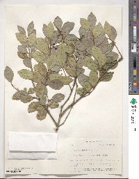 Eugenia fragrans image