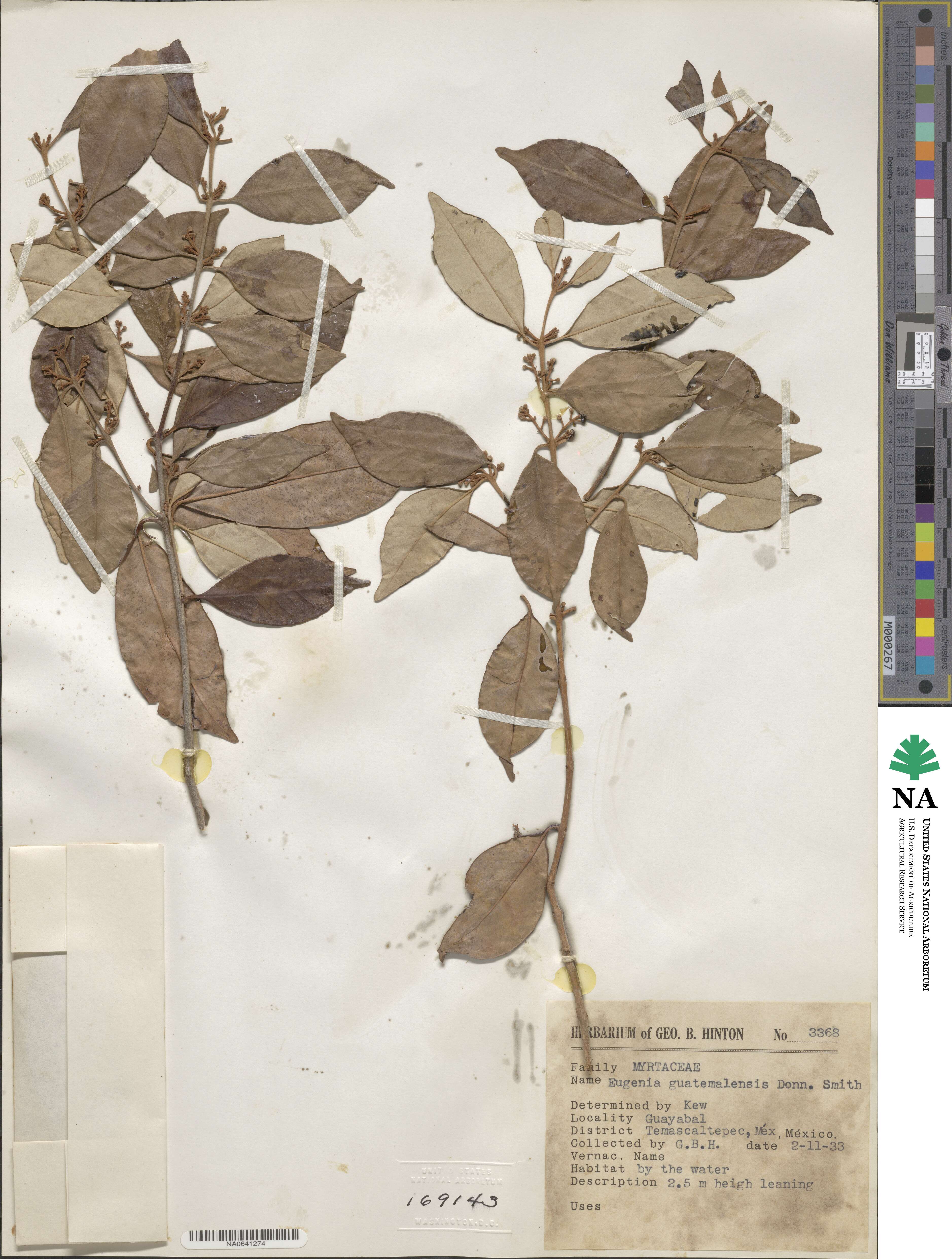 Eugenia guatemalensis image