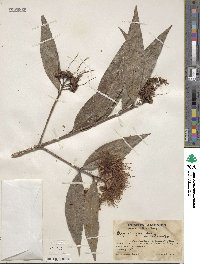 Syzygium jambos image