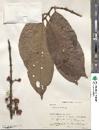 Eugenia malaccensis image