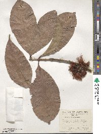 Eugenia malaccensis image