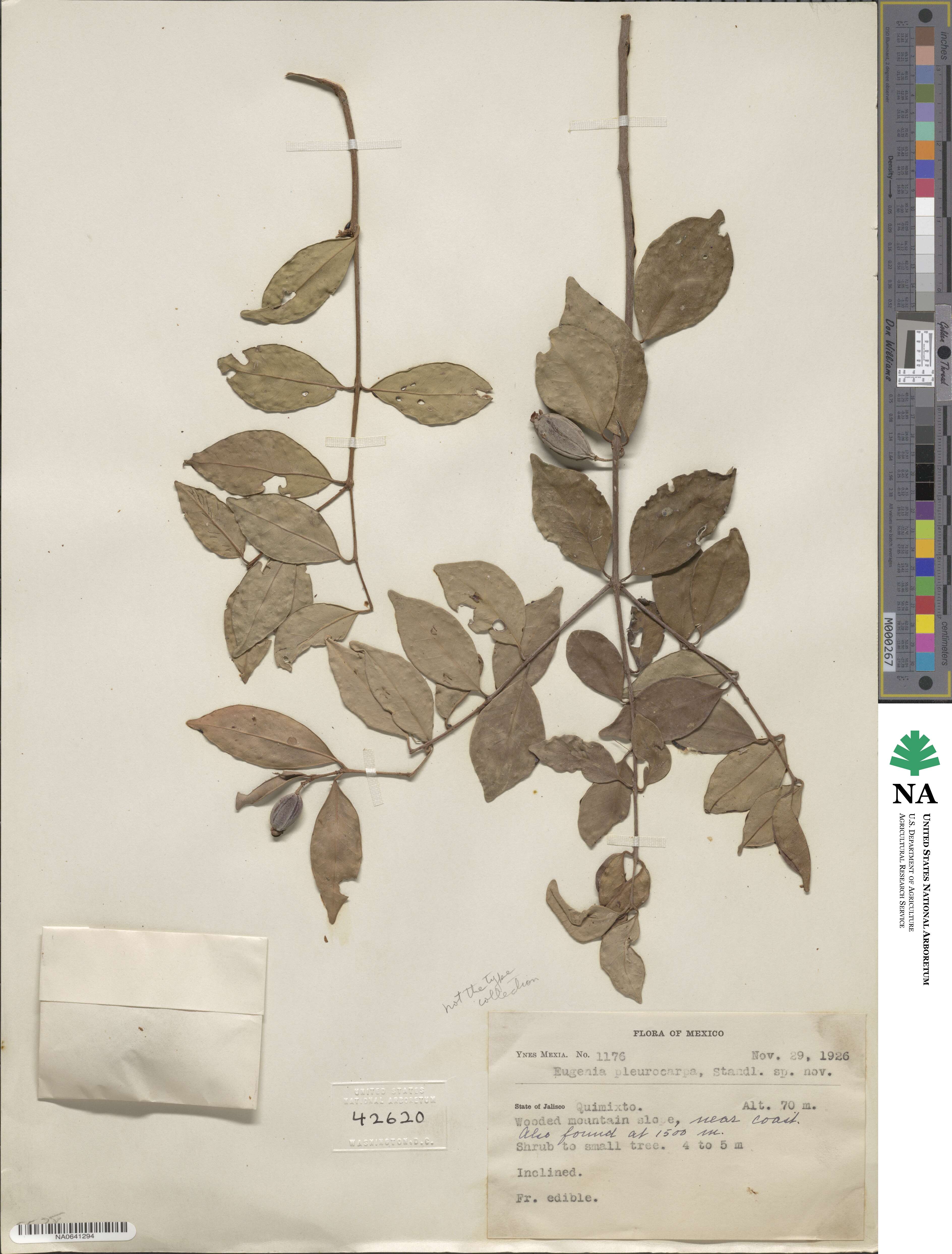 Eugenia pleurocarpa image