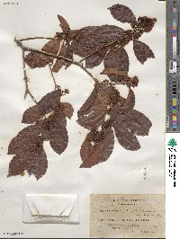 Eugenia xalapensis image